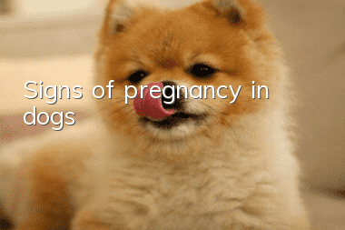 Signs of pregnancy in dogs