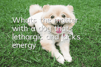 What’s the matter with a dog that’s lethargic and lacks energy?