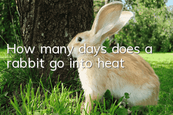 How many days does a rabbit go into heat?