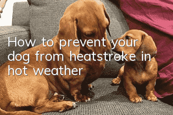 How to prevent your dog from heatstroke in hot weather