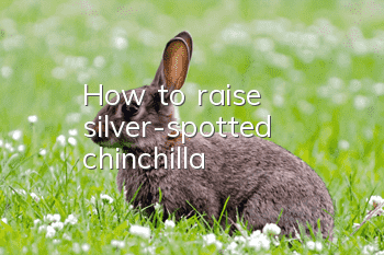 How to raise silver-spotted chinchilla