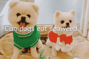 Can dogs eat seaweed?