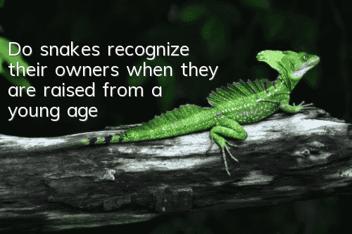 Do snakes recognize their owners when they are raised from a young age?