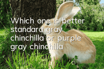 Which one is better, standard gray chinchilla or purple gray chinchilla?