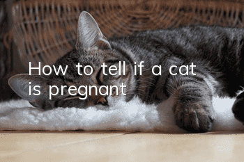 How to tell if a cat is pregnant?