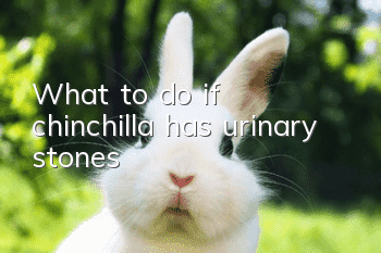 What to do if chinchilla has urinary stones