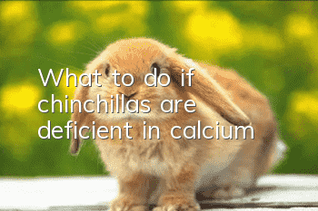 What to do if chinchillas are deficient in calcium