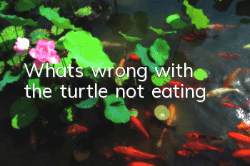 What's wrong with the turtle not eating?