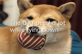 The dog peed a lot while lying down