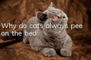 Why do cats always pee on the bed?