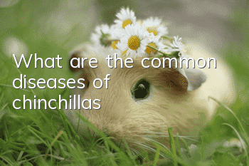 What are the common diseases of chinchillas?