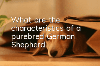 What are the characteristics of a purebred German Shepherd?