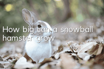 How big can a snowball hamster grow?