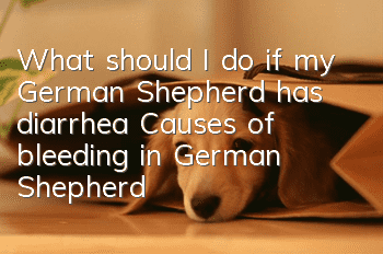 What should I do if my German Shepherd has diarrhea? Causes of bleeding in German Shepherds!