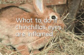 What to do if chinchilla’s eyes are inflamed