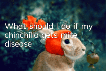 What should I do if my chinchilla gets mite disease?