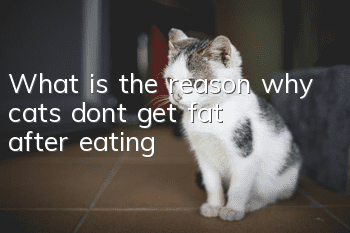 What is the reason why cats don’t get fat after eating?