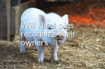 Will rural pigs recognize their owners?