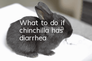 What to do if chinchilla has diarrhea