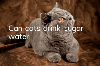 Can cats drink sugar water?