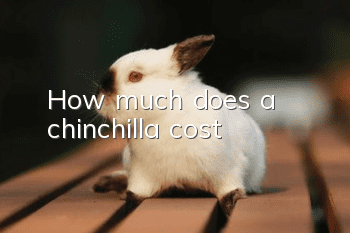 How much does a chinchilla cost?