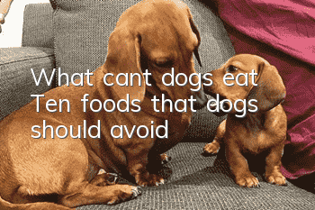 What can’t dogs eat? Ten foods that dogs should avoid!