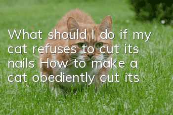 What should I do if my cat refuses to cut its nails? (How to make a cat obediently cut its nails)