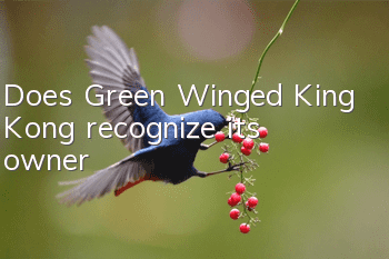 Does Green Winged King Kong recognize its owner?