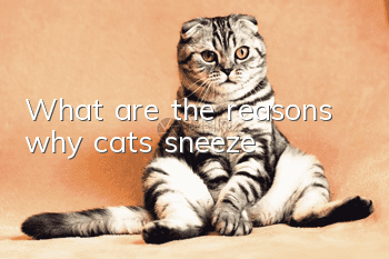 What are the reasons why cats sneeze?