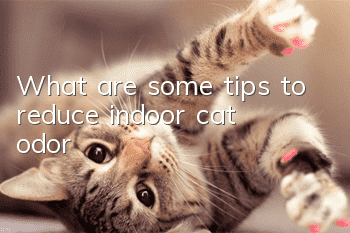 What are some tips to reduce indoor cat odor?