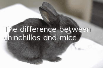 The difference between chinchillas and mice