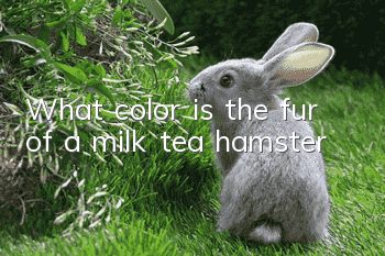 What color is the fur of a milk tea hamster?