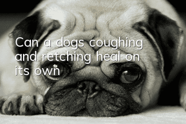 Can a dog’s coughing and retching heal on its own?