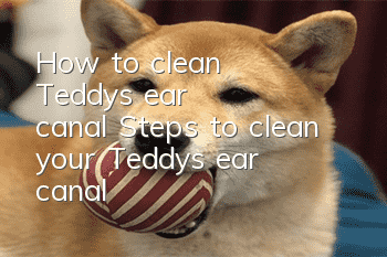 How to clean Teddy's ear canal? Steps to clean your Teddy’s ear canal!