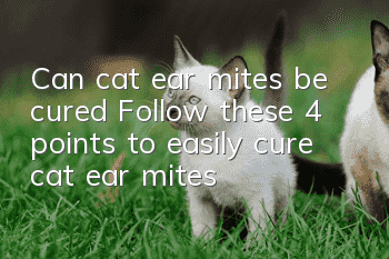 Can cat ear mites be cured? Follow these 4 points to easily cure cat ear mites!