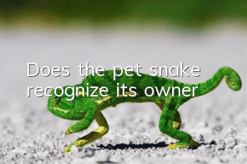 Does the pet snake recognize its owner?