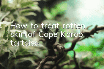 How to treat rotten skin of Cape Karoo tortoise