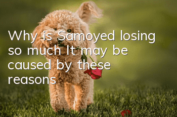 Why is Samoyed losing so much? It may be caused by these reasons!