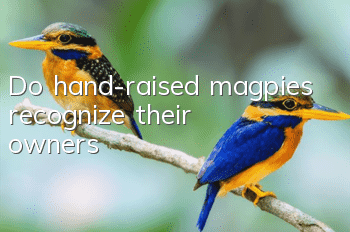 Do hand-raised magpies recognize their owners?