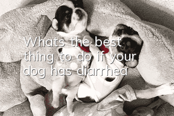 What’s the best thing to do if your dog has diarrhea?