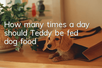 How many times a day should Teddy be fed dog food?