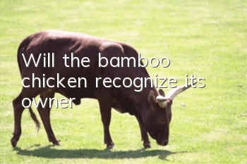 Will the bamboo chicken recognize its owner?