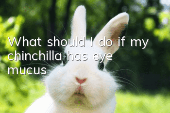 What should I do if my chinchilla has eye mucus?