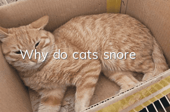 Why do cats snore?