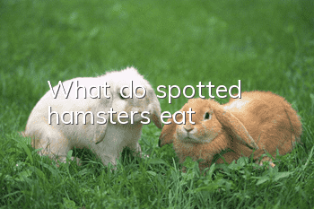 What do spotted hamsters eat?