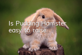 Is Pudding Hamster easy to raise?