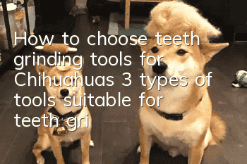 How to choose teeth grinding tools for Chihuahuas? 3 types of tools suitable for teeth grinding of Chihuahuas!