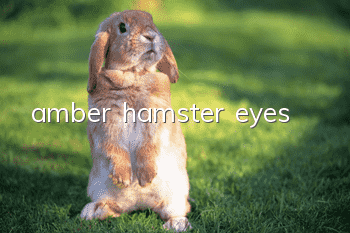 amber hamster eyes