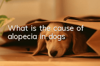 What is the cause of alopecia in dogs?