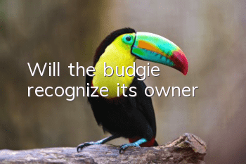 Will the budgie recognize its owner?